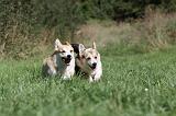 CORGI PEMBROKE 345
